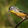 Pardalot teckovany - Pardalotus punctatus - Spotted Pardalote 8017